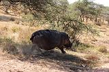 TANZANIA - Serengeti National Park - Hippo - 6